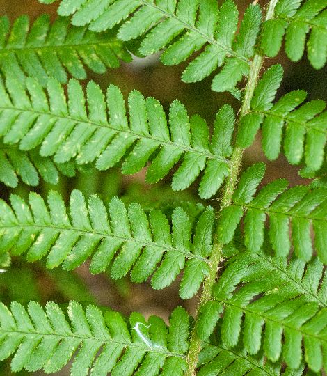 Dryopteris filix-mas